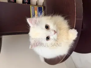 1-3 Months Female Purebred Persian