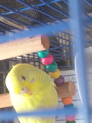 Budgie Bird Female (Age 3-4 months)
