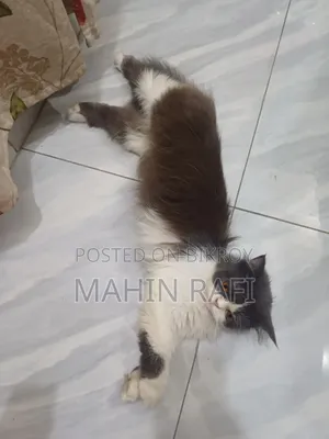 6-12 Months Female Purebred Persian