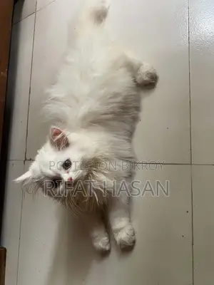 3-6 months Male Purebred Persian