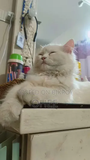 6-12 Months Male Purebred Persian