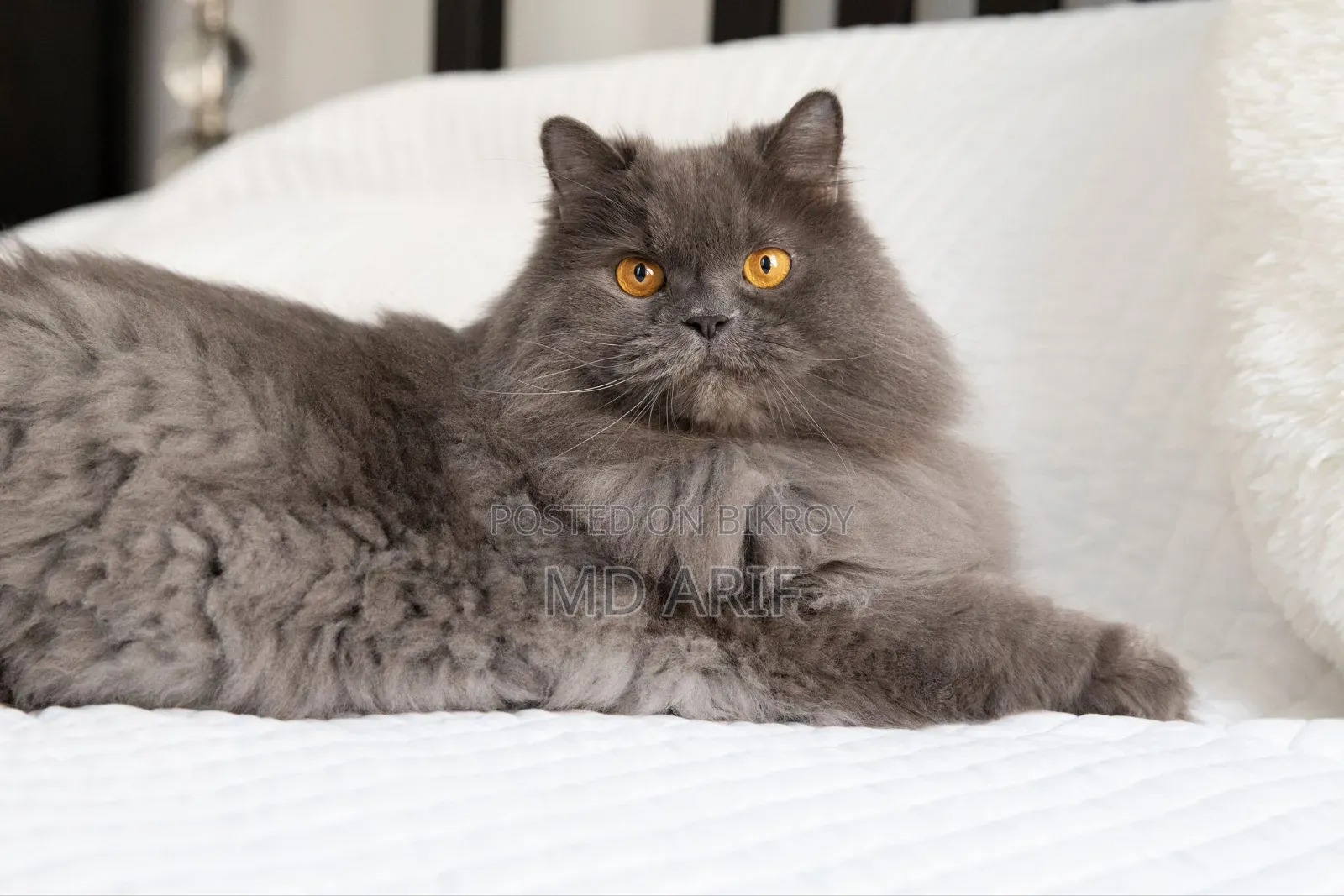 3-6 months Male Purebred Persian