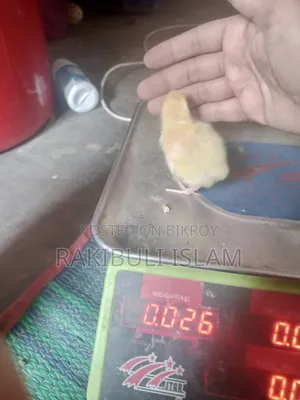 ইউরোপিয়ান কোয়েল পাখির জিরো বাচ্চা