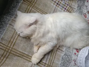1+ Year Male Purebred Persian