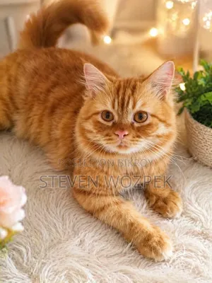 6-12 Months Male Purebred Persian