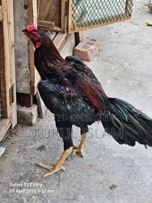 আসিল মোরগ