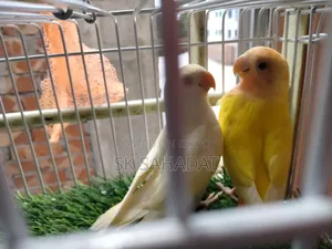 Lovebird