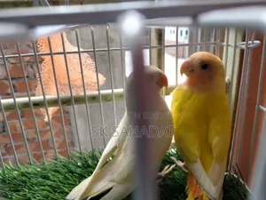 Lovebird