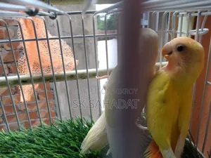 Lovebird