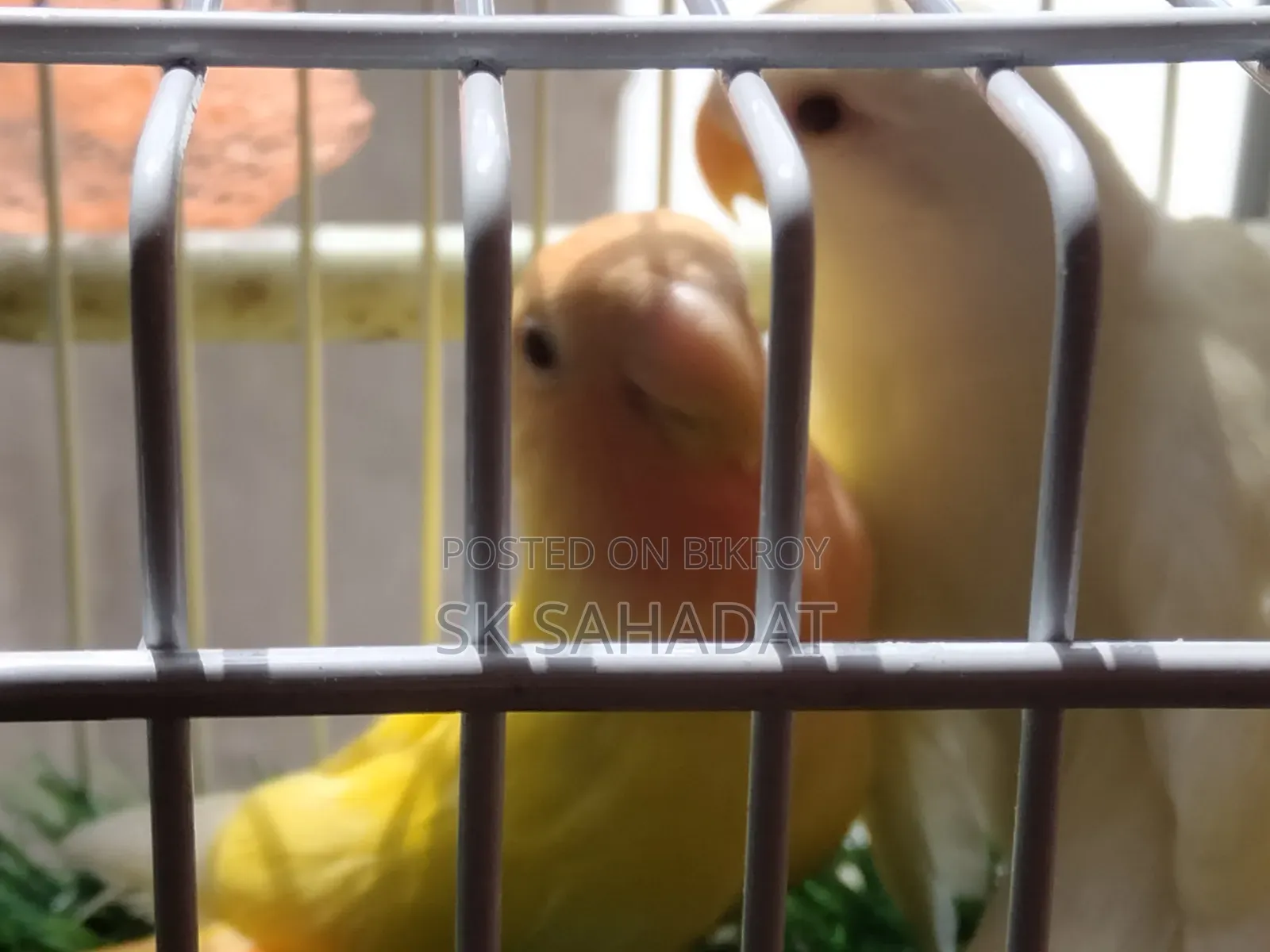 Lovebird