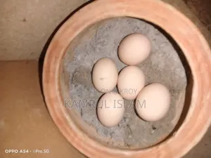 কলম্বিয়ান লাইট ব্রাহামা মুরগির ডিম
