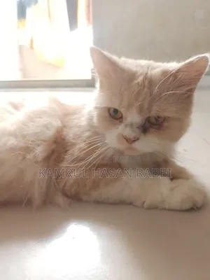 1+ Year Male Purebred Persian