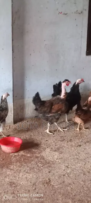 Laying Hens for Sale