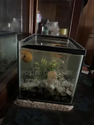 মিনি অ্যাকোয়ারিয়াম