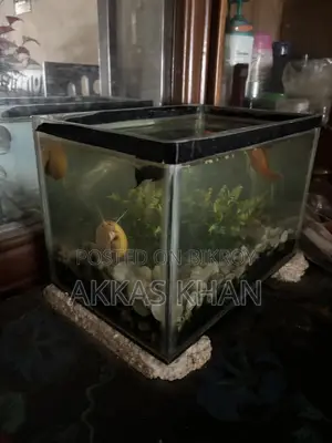 মিনি অ্যাকোয়ারিয়াম