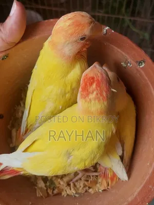 Lovebirds Tame Size