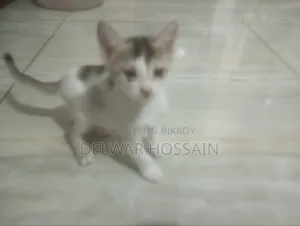 0-1 Month Female Mixed Breed Bengal