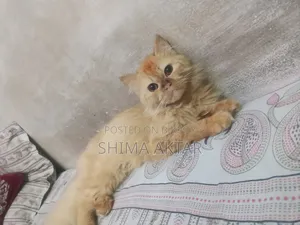 6-12 Months Male Purebred Persian