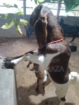 অনেক ভালো জাতের ছাগল তোতা পোরি।