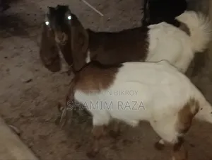 অনেক ভালো জাতের ছাগল তোতা পোরি।
