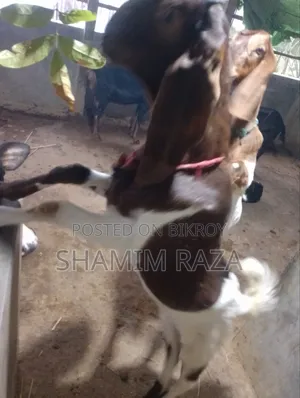 অনেক ভালো জাতের ছাগল তোতা পোরি।