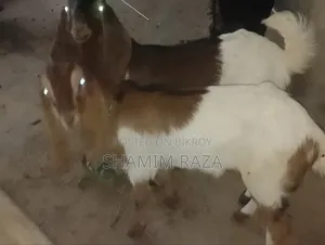 অনেক ভালো জাতের ছাগল তোতা পোরি।