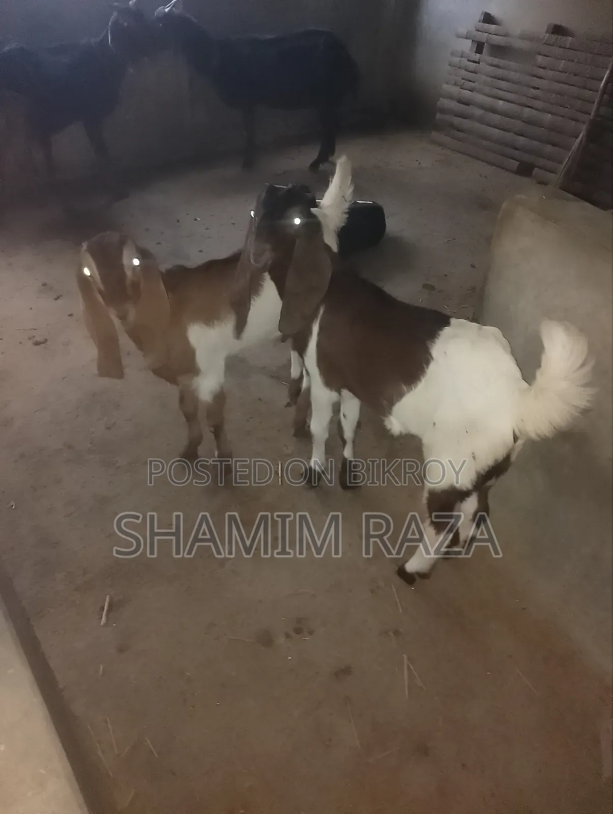 অনেক ভালো জাতের ছাগল তোতা পোরি।
