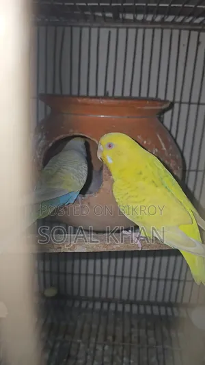 Budgie Birds 3 Pairs Including Babies