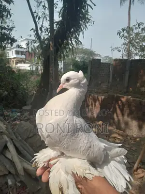 লক্কা কবুতর