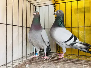 রেসার কবুতরের জোড়া