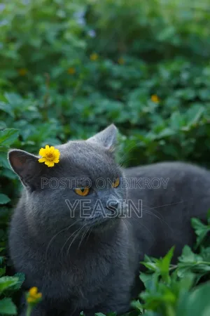 1+ Year Male Purebred British Shorthair