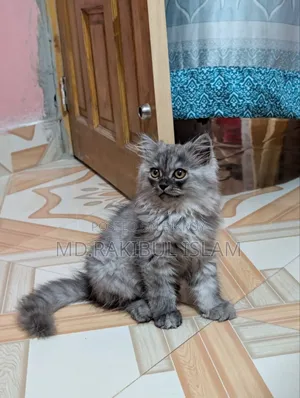1-3 Months Male Purebred Persian