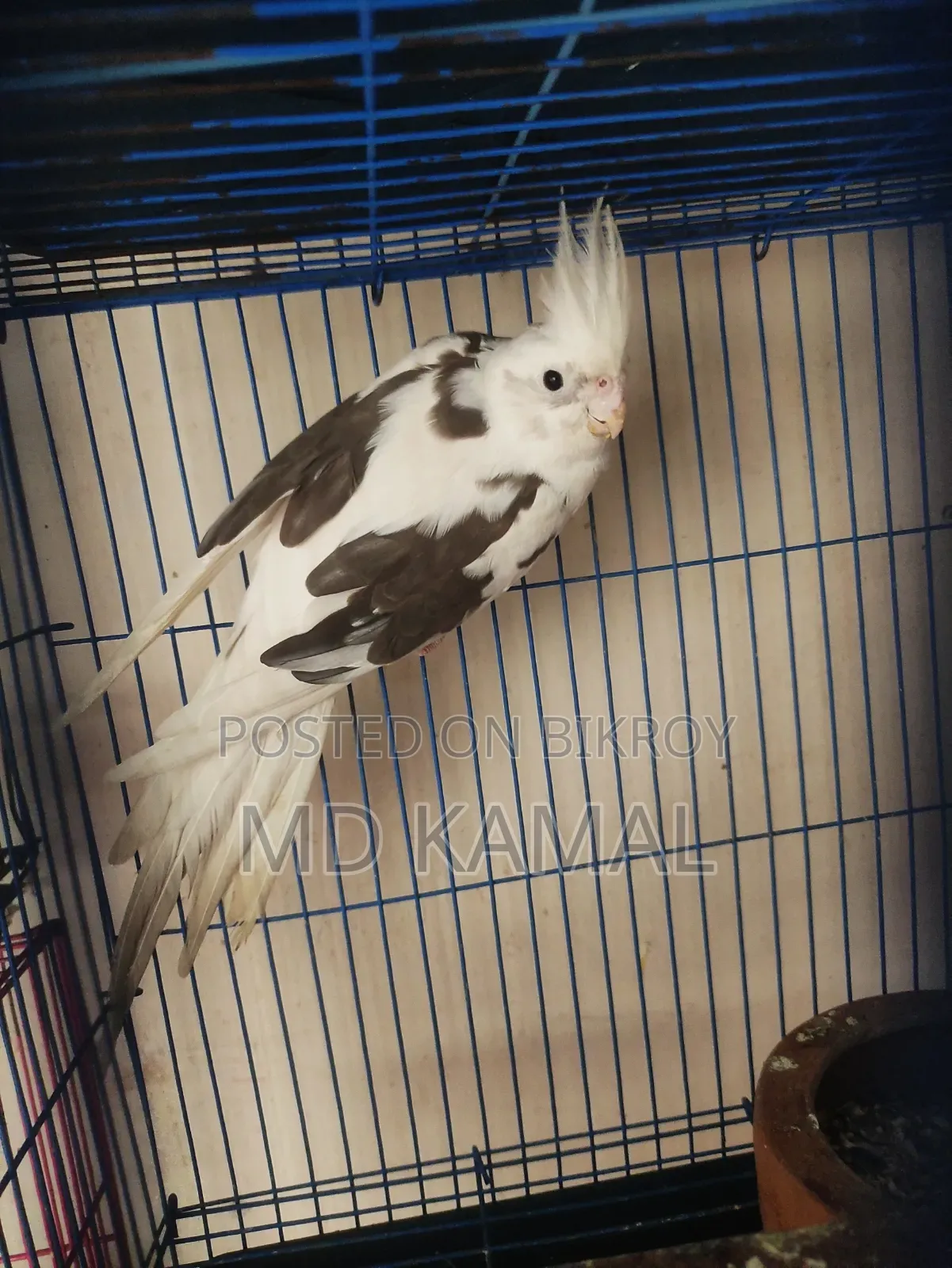 Cockatiel Male