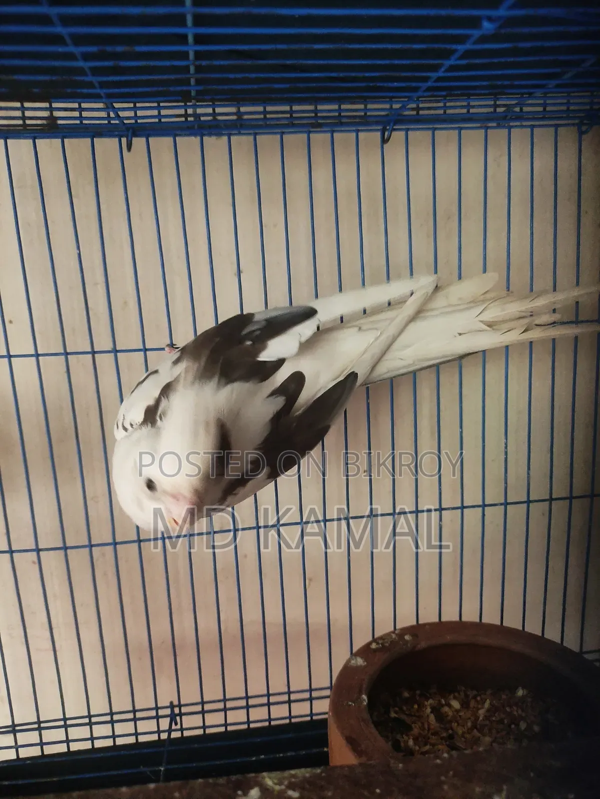 Cockatiel Male