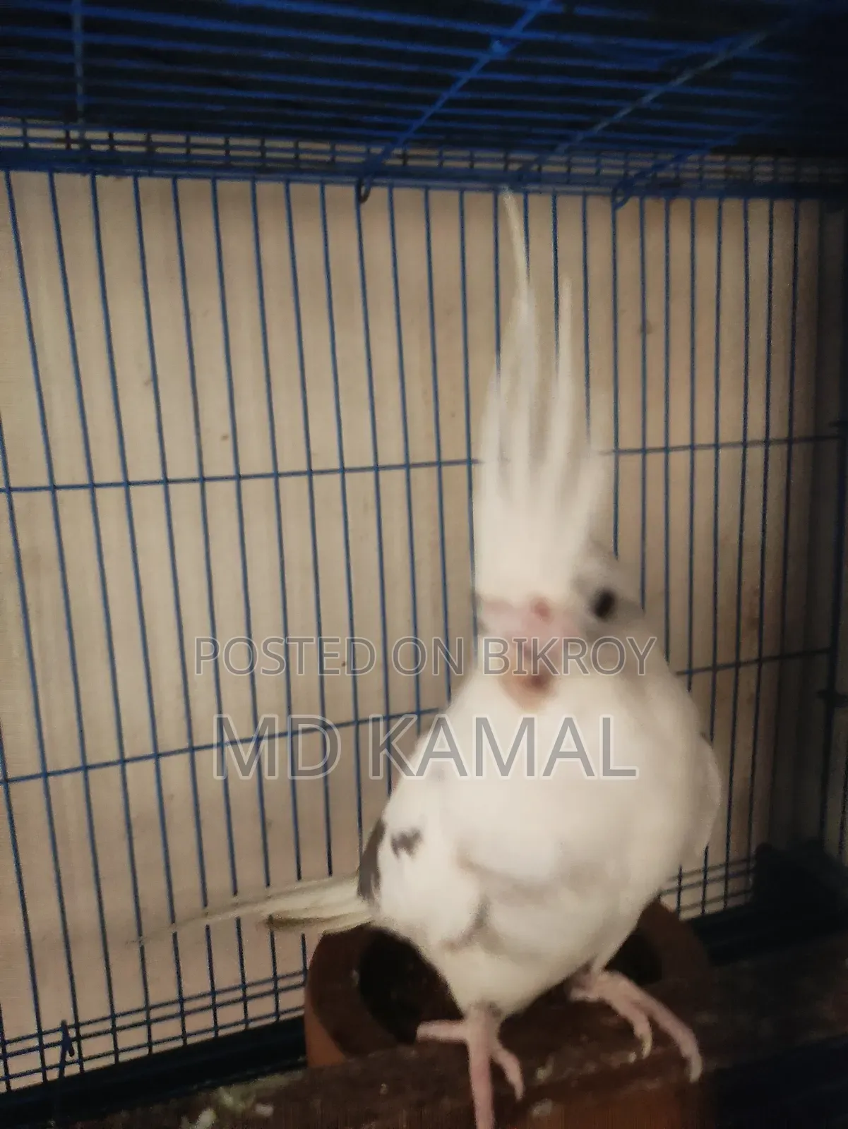 Cockatiel Male