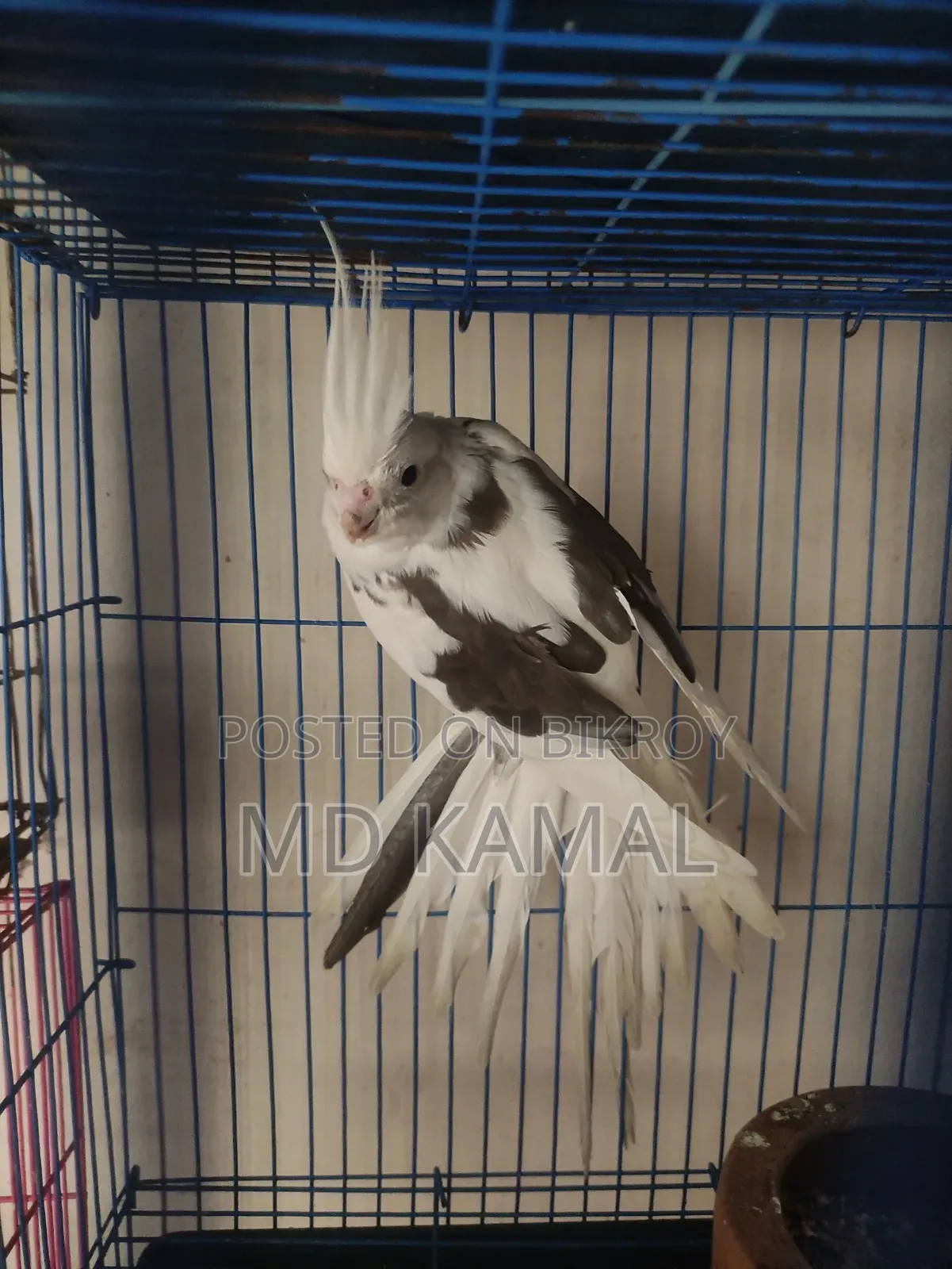 Cockatiel Male