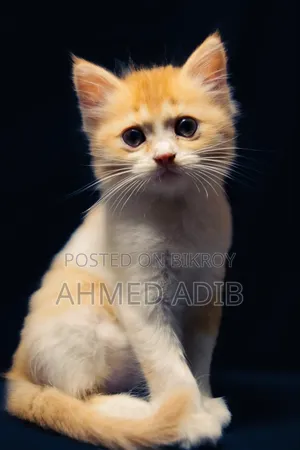 0-1 Month Male Purebred Persian