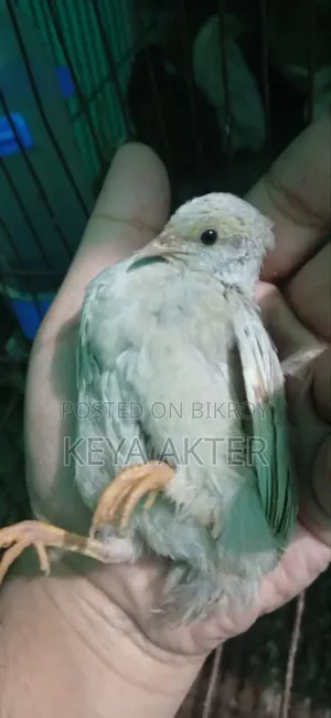 কিং কোয়েল