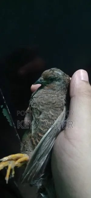কিং কোয়েল