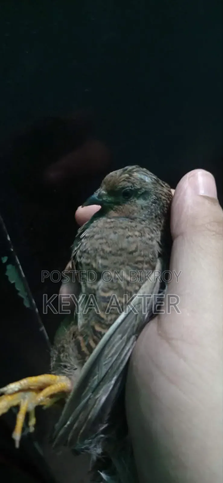 কিং কোয়েল
