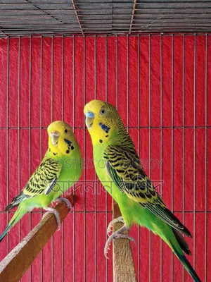 Banglish Budgie