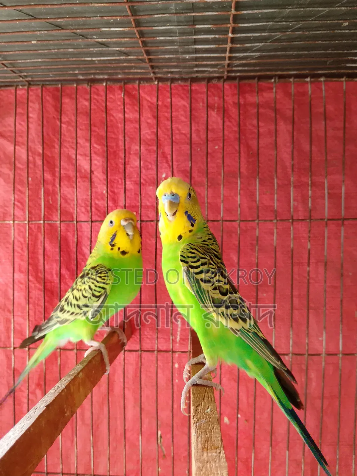 Banglish Budgie