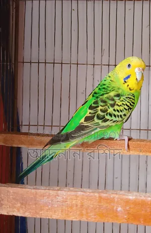 Banglish Budgie