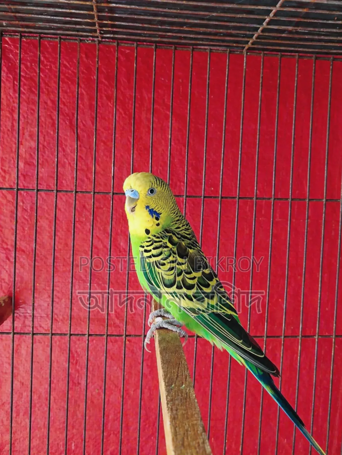 Banglish Budgie