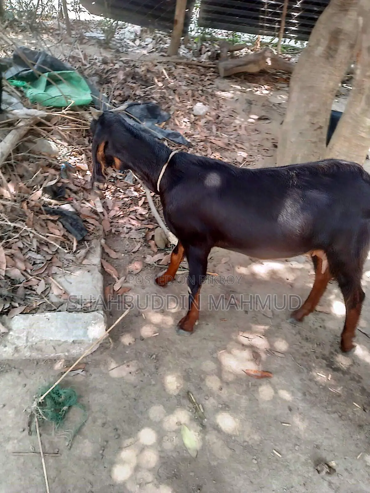 হরিয়ানা ক্রস ছাগী বিক্রি হবে, পাঠি বাচ্চা সহ
