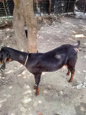 হরিয়ানা ক্রস ছাগী বিক্রি হবে, পাঠি বাচ্চা সহ