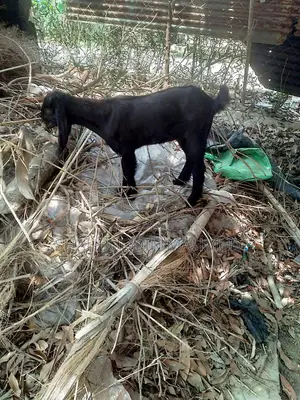 হরিয়ানা ক্রস ছাগী বিক্রি হবে, পাঠি বাচ্চা সহ