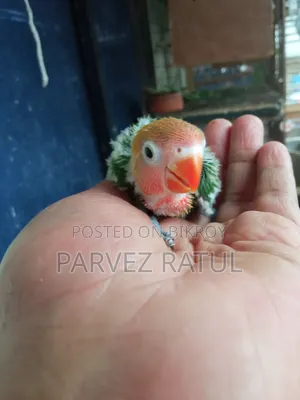 Love Bird Baby
