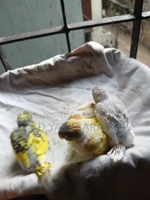 Budgie Child Tame Birds Sell