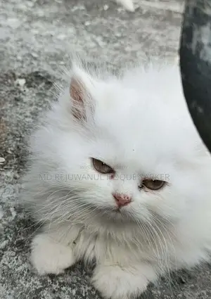 3-6 Months Female Purebred Maine Coon